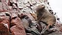 Iles ballestas